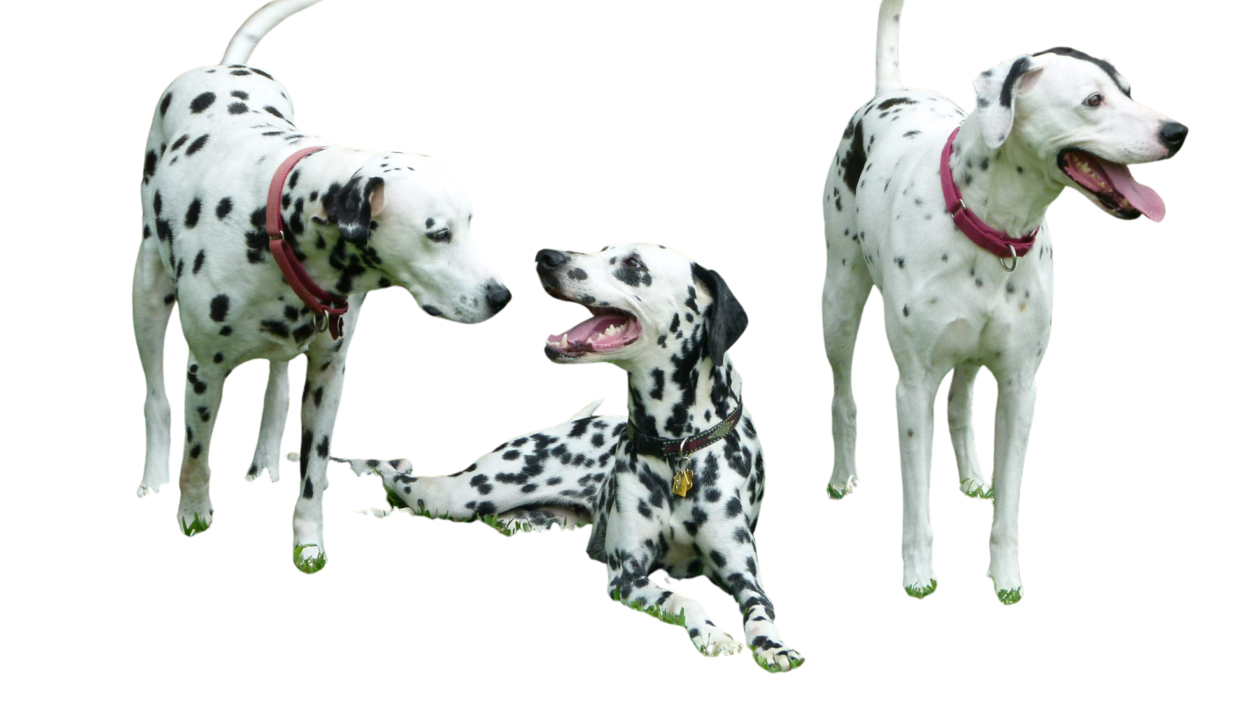 Poke-A-Dot's Dalmatians and Friends Rescue